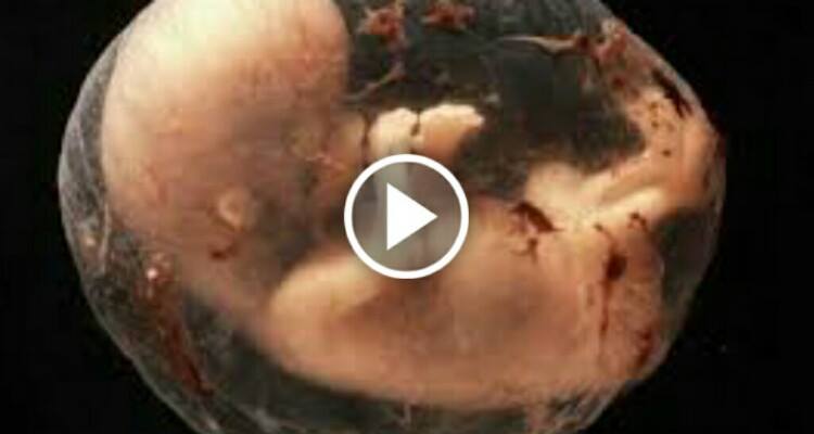 L’ottava settimana: quando l’embrione diventa feto. Ecco il miracolo della vita