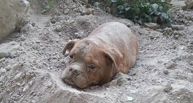 La storia di Athena, la cagnolina anziana seppellita viva