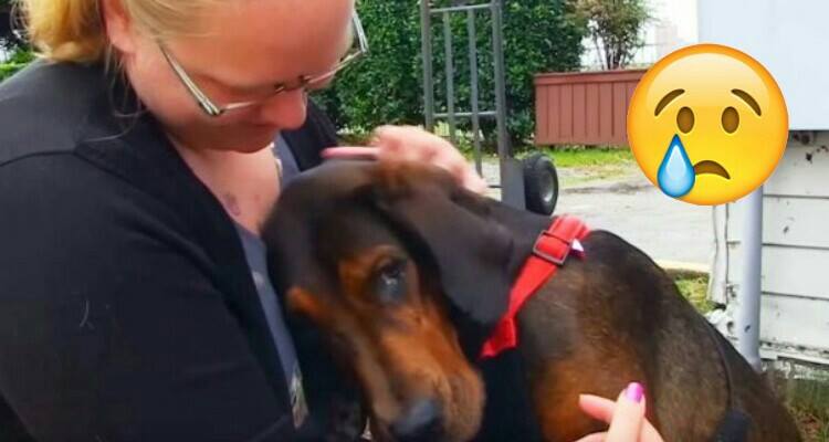 Cane maltrattato trova l’amore in una famiglia, per sempre