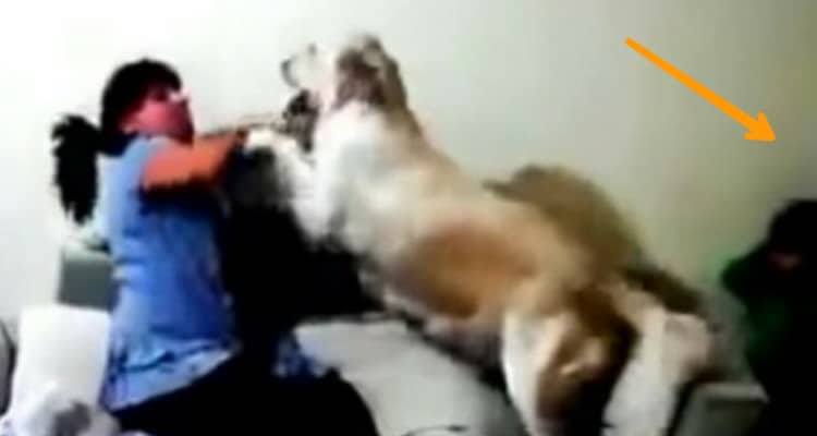 Finge di prendersela con il suo bambino per testare la reazione del suo cane