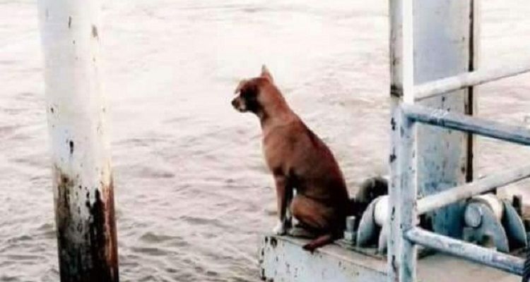Questa cagnolina aspetta i suoi umani sul molo, notte e giorno