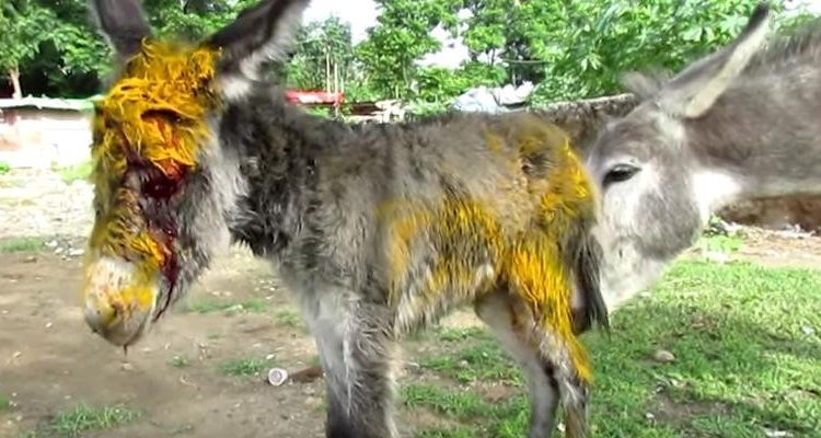 Mamma asino implora aiuto per salvare il suo cucciolo ferito, il finale è magico