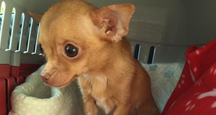 Una piccola Chihuahua salvata da un allevamento non smette di tremare