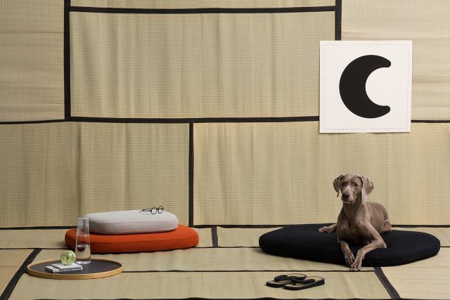 Cucce per cani
