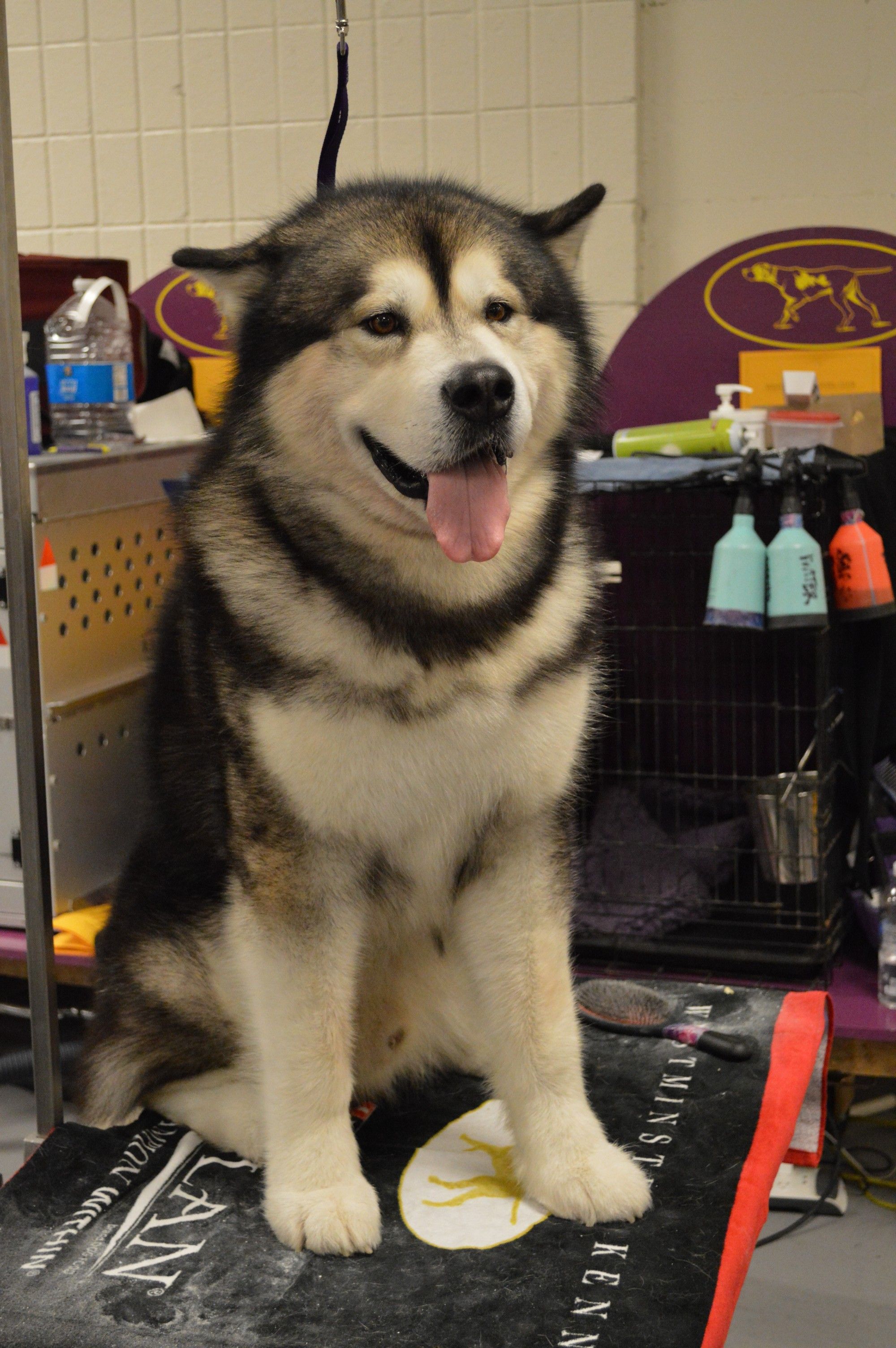 Alaskan_Malamute_-_GCH_Peace_River's_Gathers_No_Moss_At_Sunstra_06_(16418466709)