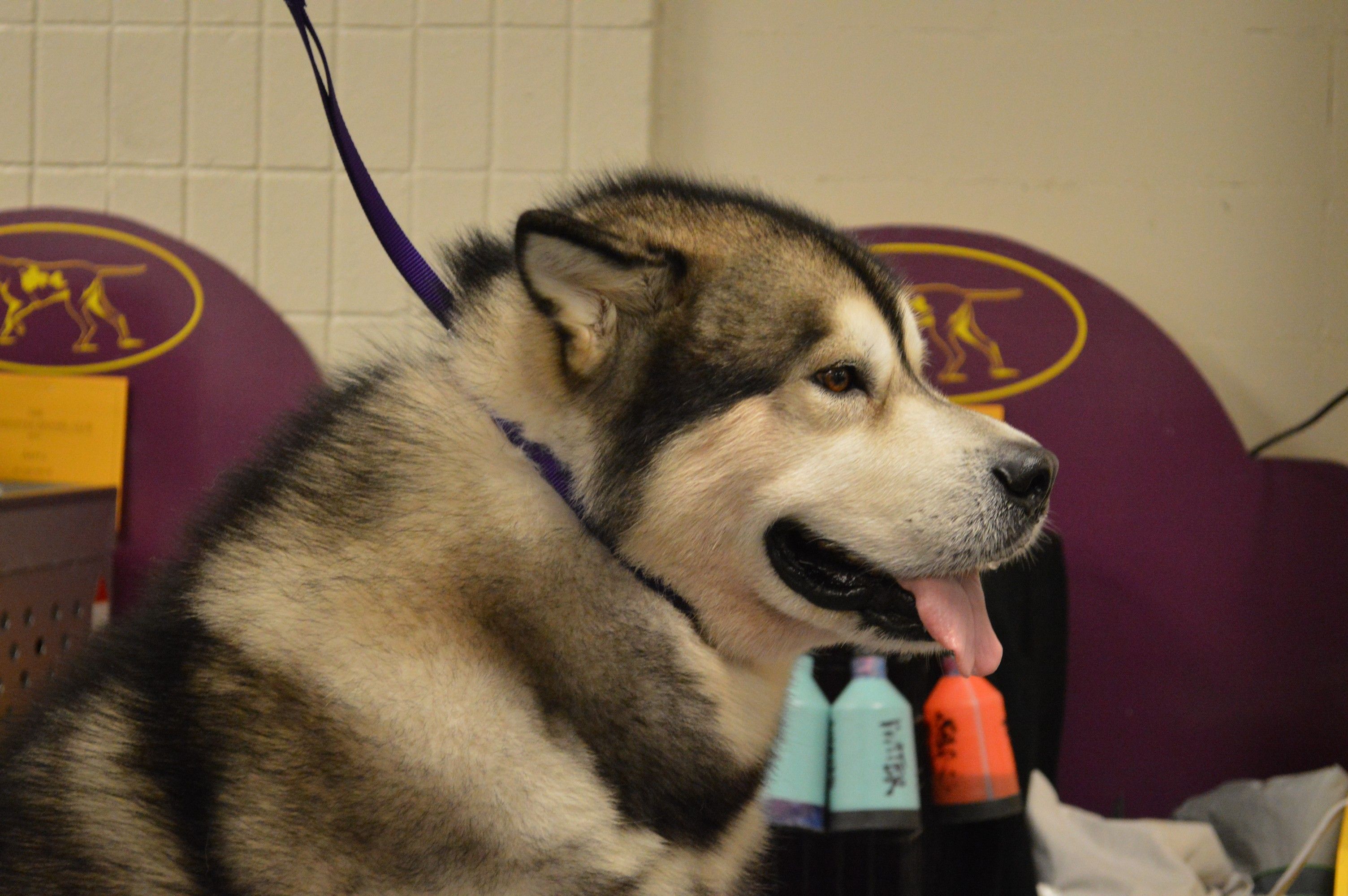 Alaskan_Malamute_-_GCH_Peace_River's_Gathers_No_Moss_At_Sunstra_09_(15982135374)