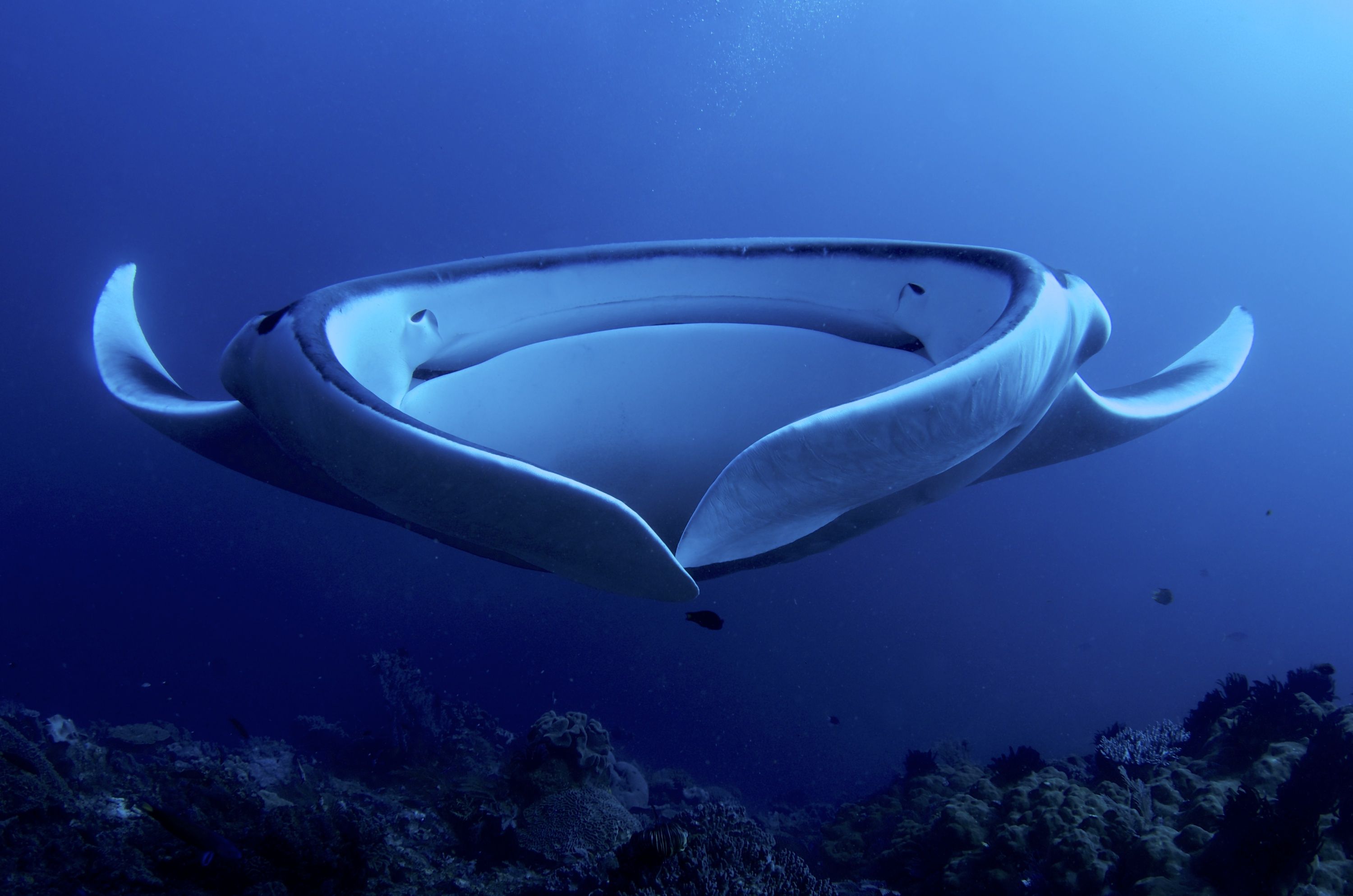 Giant Manta Ray (Manta birostris) Frontal portrait of Giant Manta Ray filter feeding. These huge animals (with a wingspan of up to 7 meters) staged an incredible ballet around us, slowly flapping their wings with amazing majestuosity. Waigeo, Raja Ampat, West Papua, Indonesia.