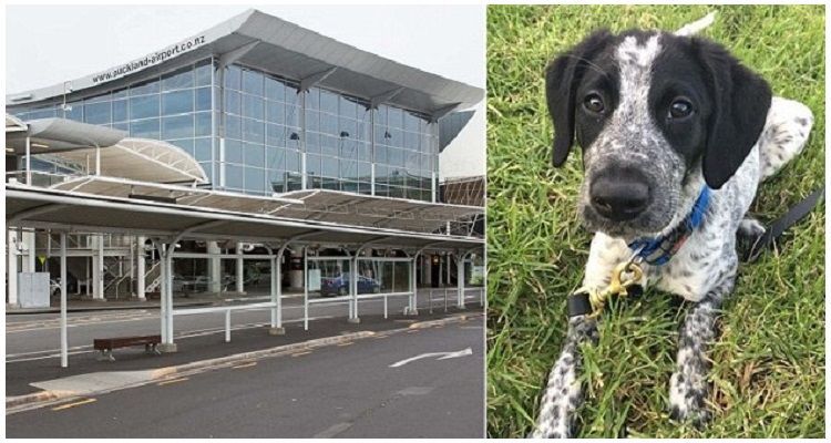 Cane anti-bomba scatena il panico all’aeroporto di Auckland e perde la vita