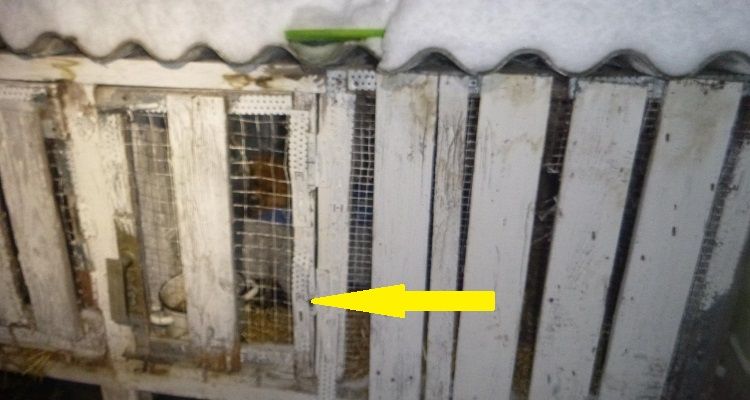 Una cagnolina e i suoi cuccioli sono stati buttati al freddo in una gabbia