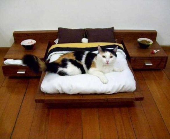 Cucce per gatti