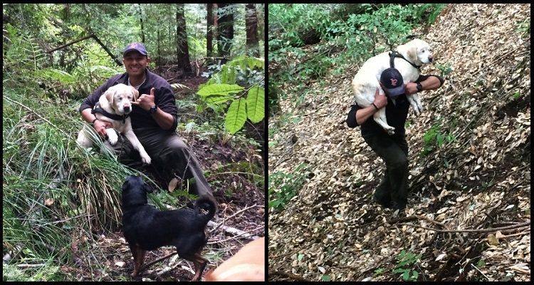 Trovano un cane cieco in mezzo alle montagne