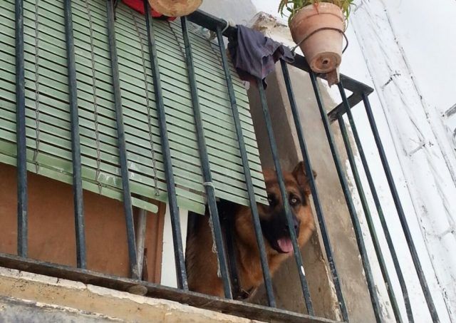 brutal-paliza-a-su-perro-en-el-balcon-de-su-casa-en-jabugo-huelva-1024x724