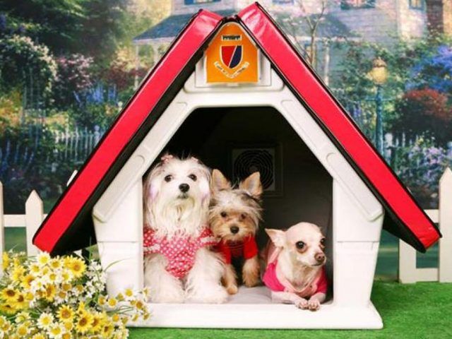 Cuccia di design per cani a forma di baita