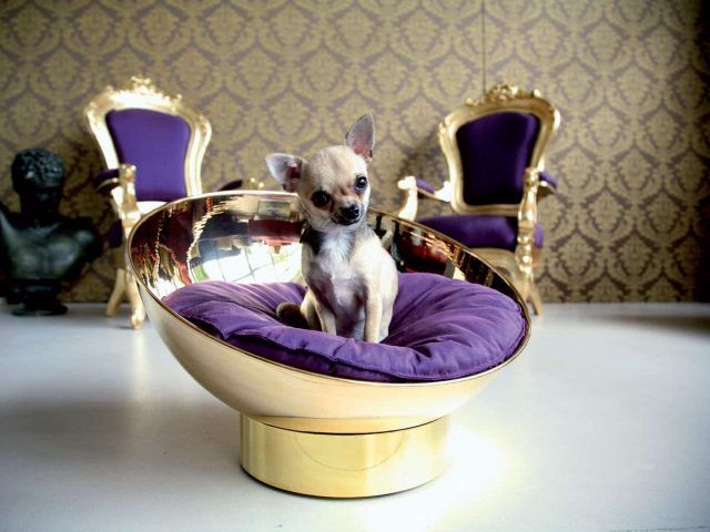 Cucce per cani