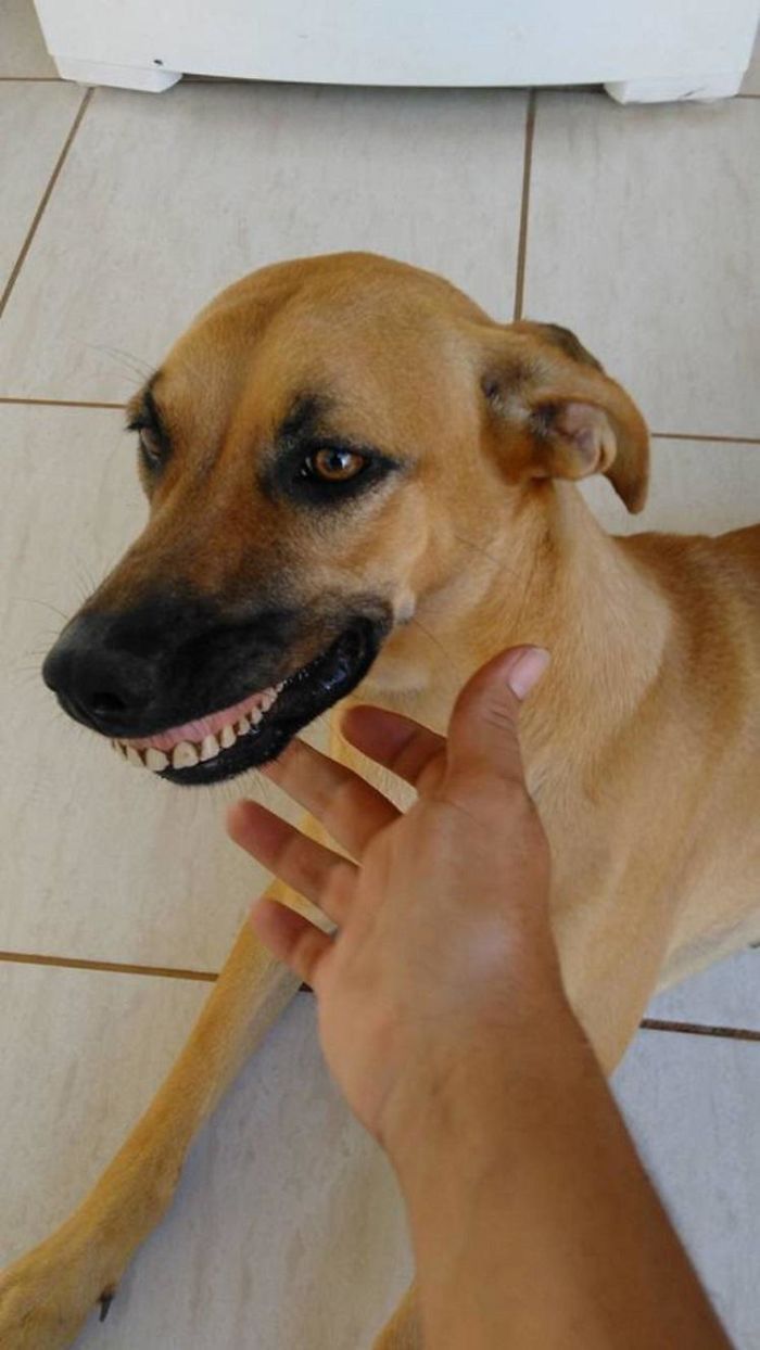 dog-finds-fake-teeth-pandora-3-58b3f77606c84__700