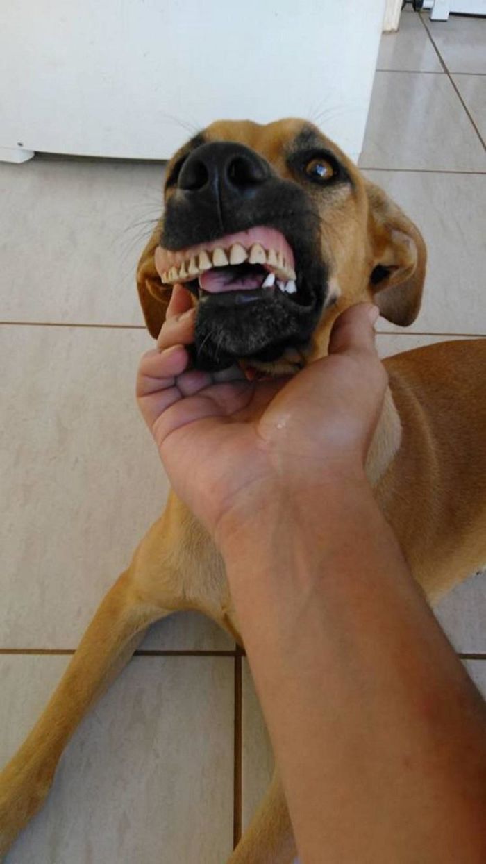 dog-finds-fake-teeth-pandora-4-58b3f7785337d__700