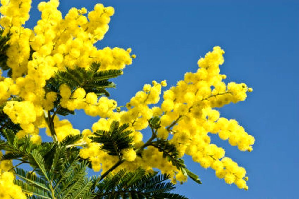 Buona Festa della donna!