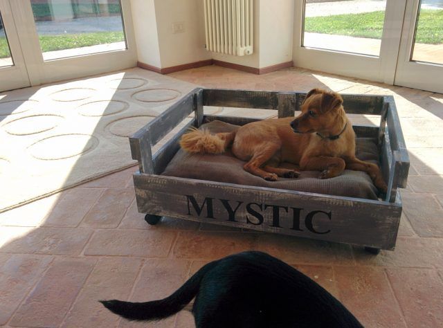 Cucce per cani