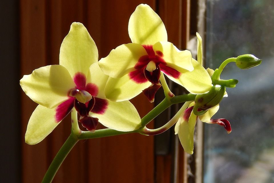 Le orchidee hanno bisogno di luce tutto l'anno