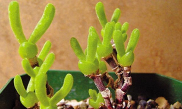 Sono delle piante succulente, comunemente chiamate piante grasse