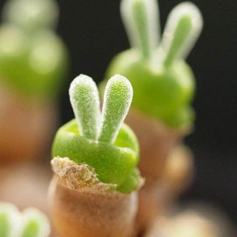 La pianta che sembra un coniglietto