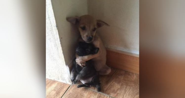 Da quel momento i due cuccioli non hanno mai smesso di abbracciarsi.
