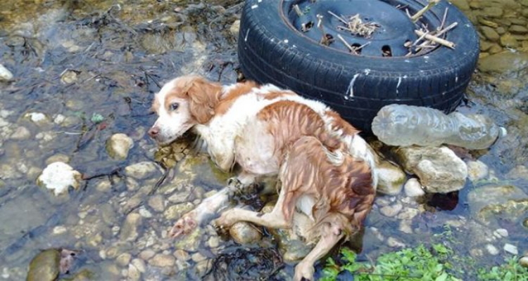 Maltrattata e gettata in un torrente, episodio vergognoso in Ciociaria