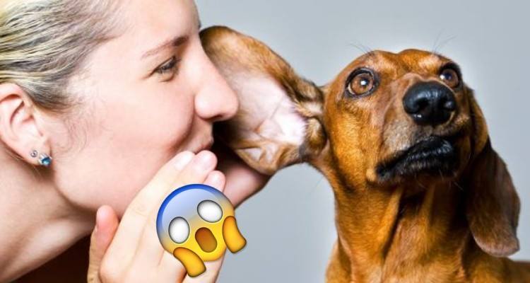 Parlare con i tuoi animali domestici non è pazzia!