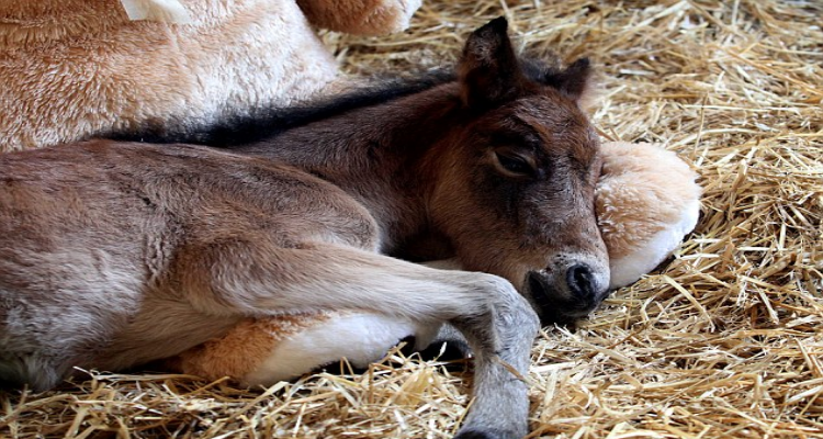 Nasconde un dolce segreto dopo l’abbandono della mamma