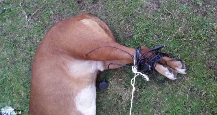 Gli hanno legato le zampe con i fili elettrici e l’hanno gettato a morire in un parco