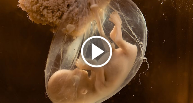 La vita intrauterina del bebè raccontata in un minuto e mezzo!