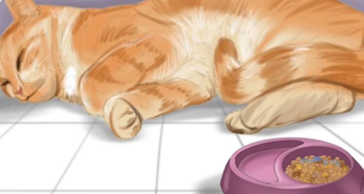 I 10 cibi più pericolosi per i gatti!