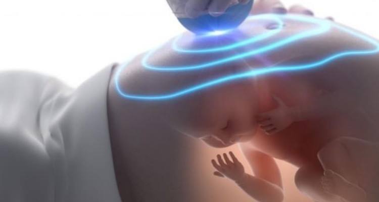 Ecco quello che accade nel grembo materno durante la gravidanza