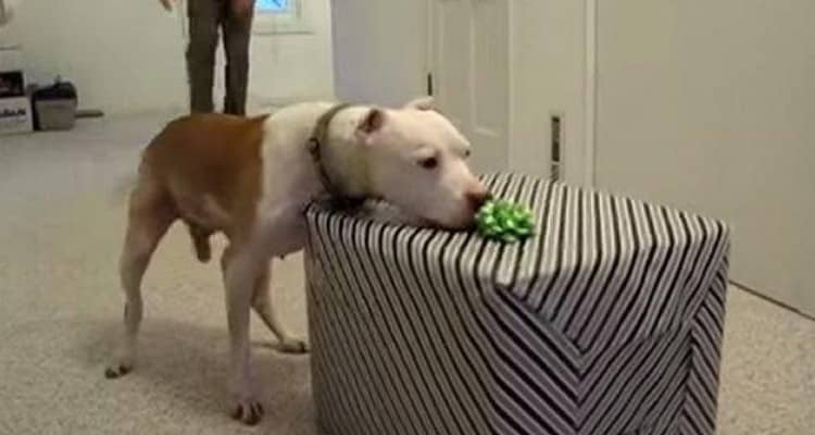Il cucciolo guarisce dal cancro, il papà gli fa una grande sorpresa!