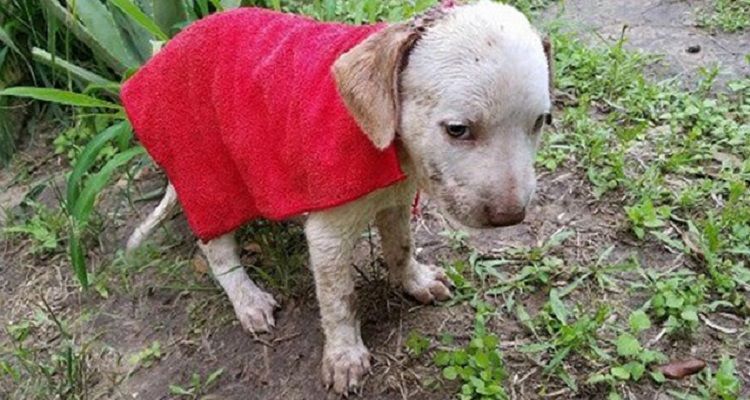 Marley, il cucciolo trovato nel giardino comincia una nuova vita