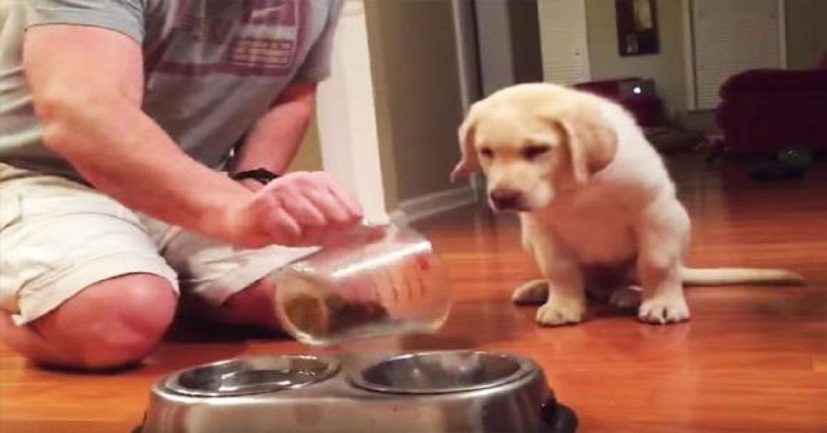 Guardate quello che fa questo cucciolo prima di mangiare
