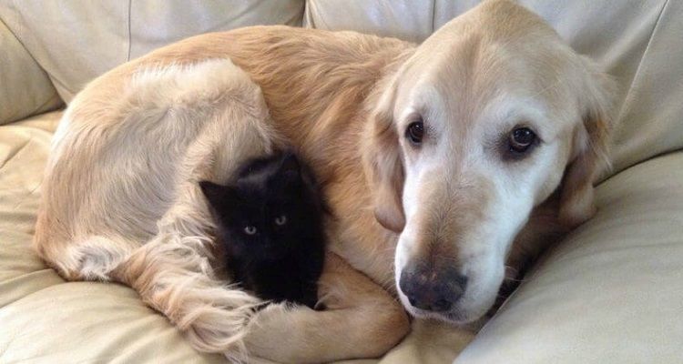 La tristezza di un cane dopo la morte del suo amico gatto: ecco la storia di Forsberg