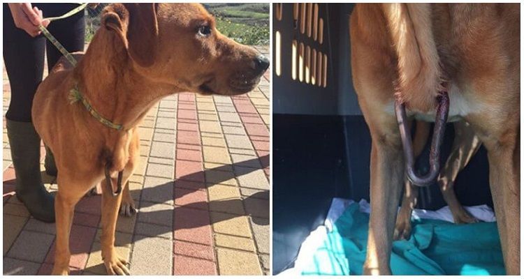 Incredibile quello che gli avevano fatto a questo povero cane