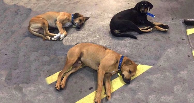 Questi 3 cani sono stati assunti in una stazione di servizio