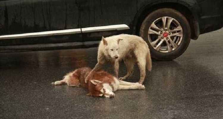 Il cane che non abbandona il suo amico investito