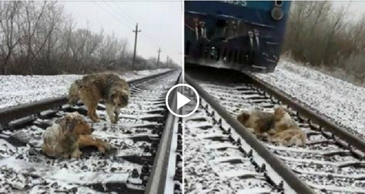 Cane si ferisce sulle rotaie: quello che farà un altro cagnolino vi farà venire i brividi