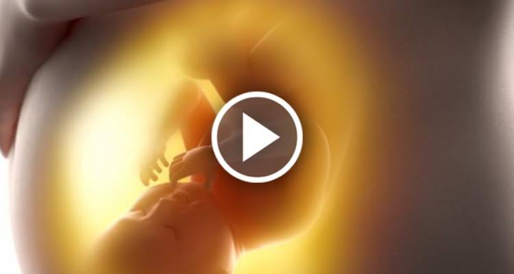 Che cosa impara davvero il bambino nel grembo materno?