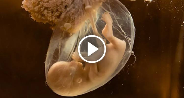 Gravidanza: Il feto mangia quando lo fa la mamma?