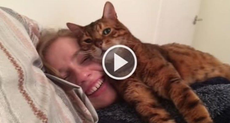 Il gatto che ama la nuova fidanzata del suo amico umano