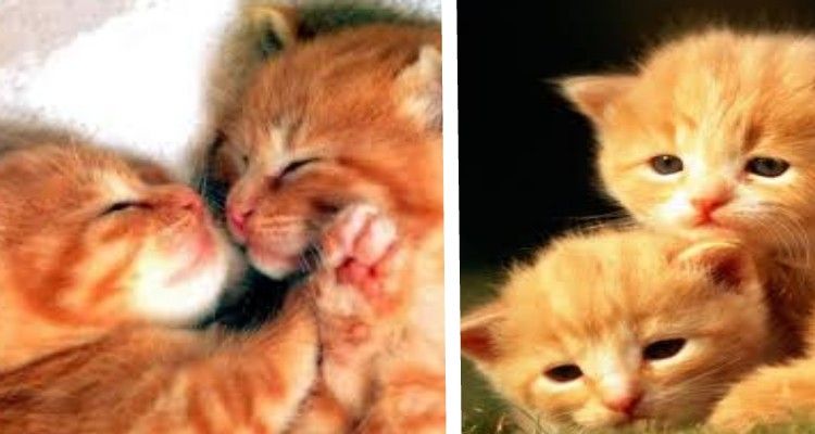 18 motivi per cui i gatti rossi sono i migliori