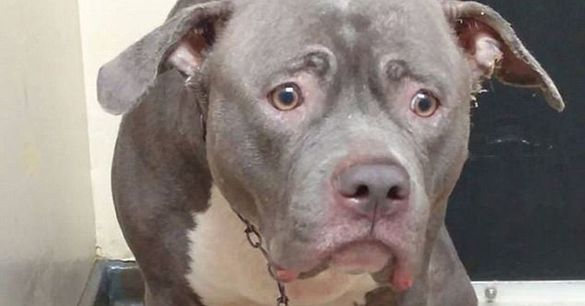 Questa è la faccia di un cane che ha capito che sarà abbandonato