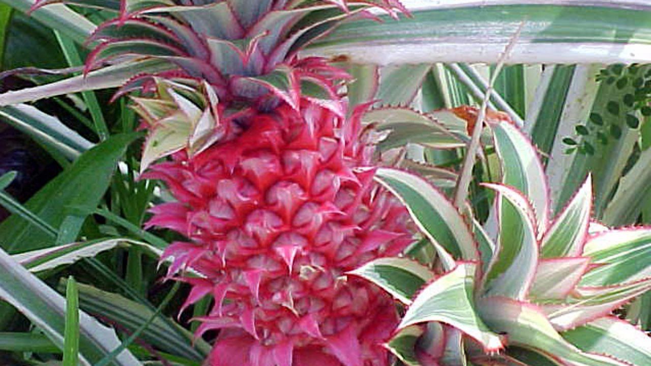 Esiste davvero l’ananas rosa?