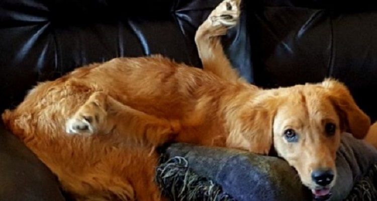 Rexi la cucciola con le zampe al contrario