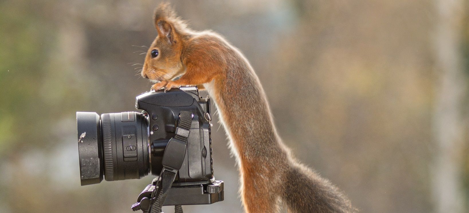 Anche gli scoiattoli scattano foto