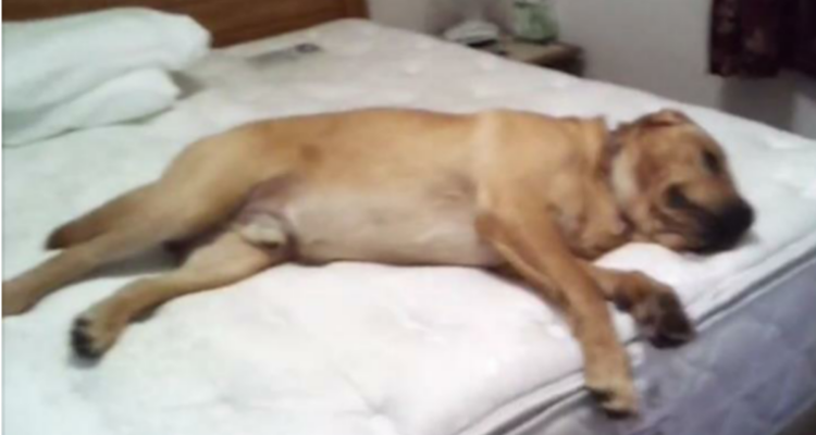 Questo cane non si muove dal letto fino a quando la sua mamma scopre che